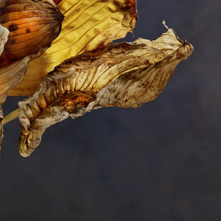 About Richard Fischer